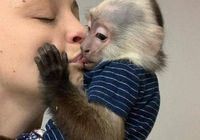 Preciosos monos capuchinos bebé a la venta--.... CLASIFICADOS Buenanuncios.es