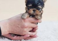 Cachorros Yorkshire Terrier Mini Toy   ... CLASIFICADOS Buenanuncios.es