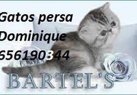 Gatitos persa pura raza... CLASIFICADOS Buenanuncios.es