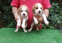 Beagles... Bonitos cachorritos... ANUNCIOS Buenanuncios.es