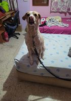 Sacar a un perro los fines de semana... ANUNCIOS Buenanuncios.es